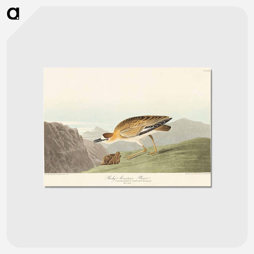 Rocky Mountain Plover
 - アメリカの鳥たち Postcard.