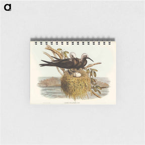 アートメモ帳-Lesser Noddy
 - オーストラリアの鳥 Memo.