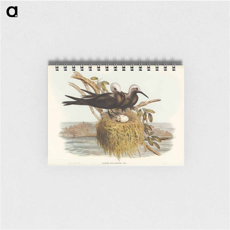 アートメモ帳-Lesser Noddy
 - オーストラリアの鳥 Memo.