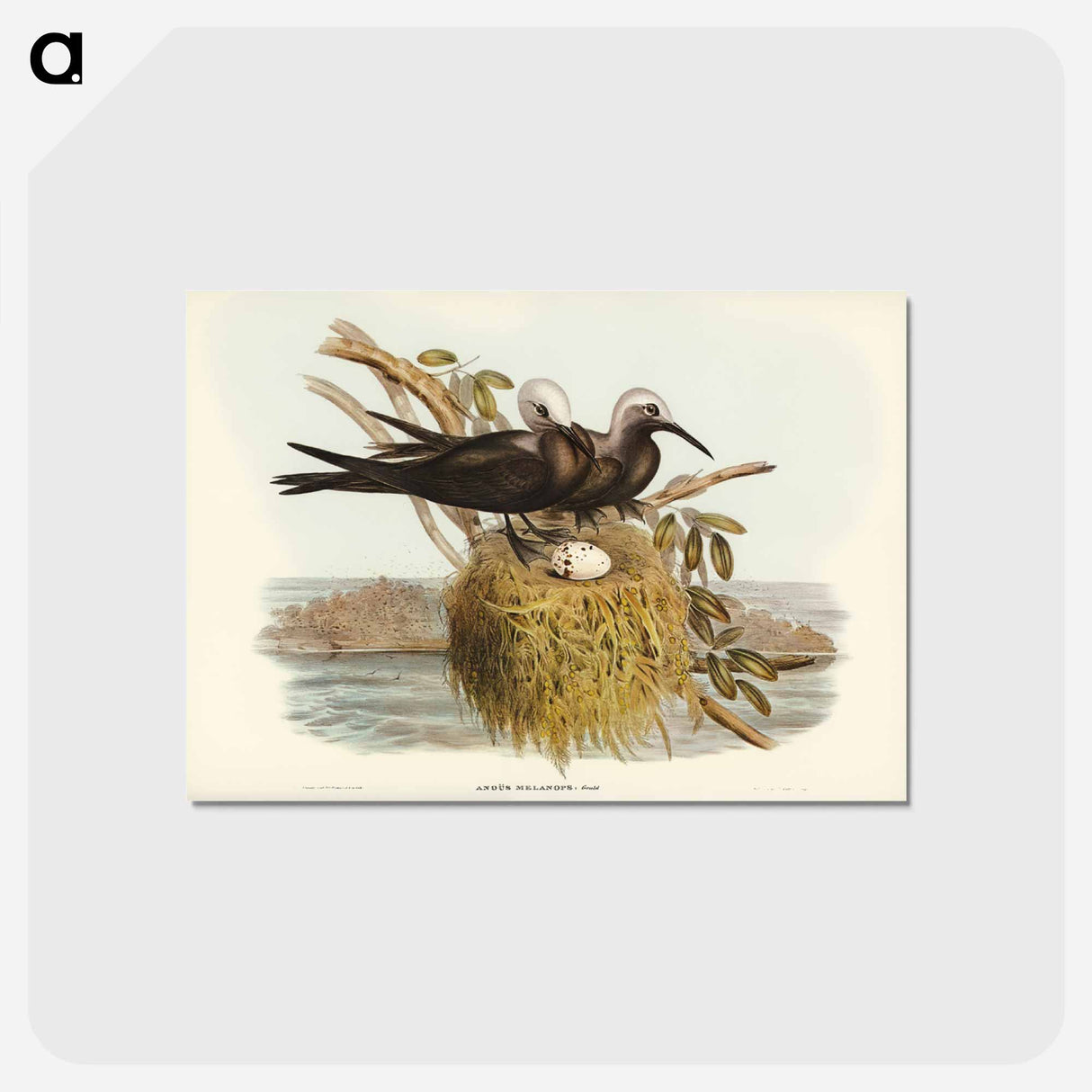 アートポストカード-Lesser Noddy
 - オーストラリアの鳥 Postcard.