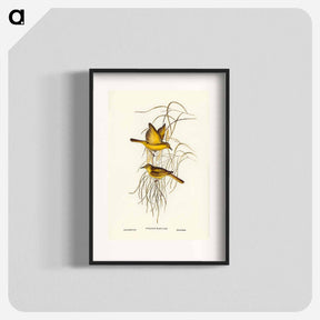 アートポスター-Yellow Honey-eater
 - ジョン グールド Poster.