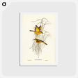 アートポストカード-Yellow Honey-eater
 - ジョン グールド Postcard.