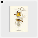 アートポストカード-Yellow Honey-eater
 - ジョン グールド Postcard.