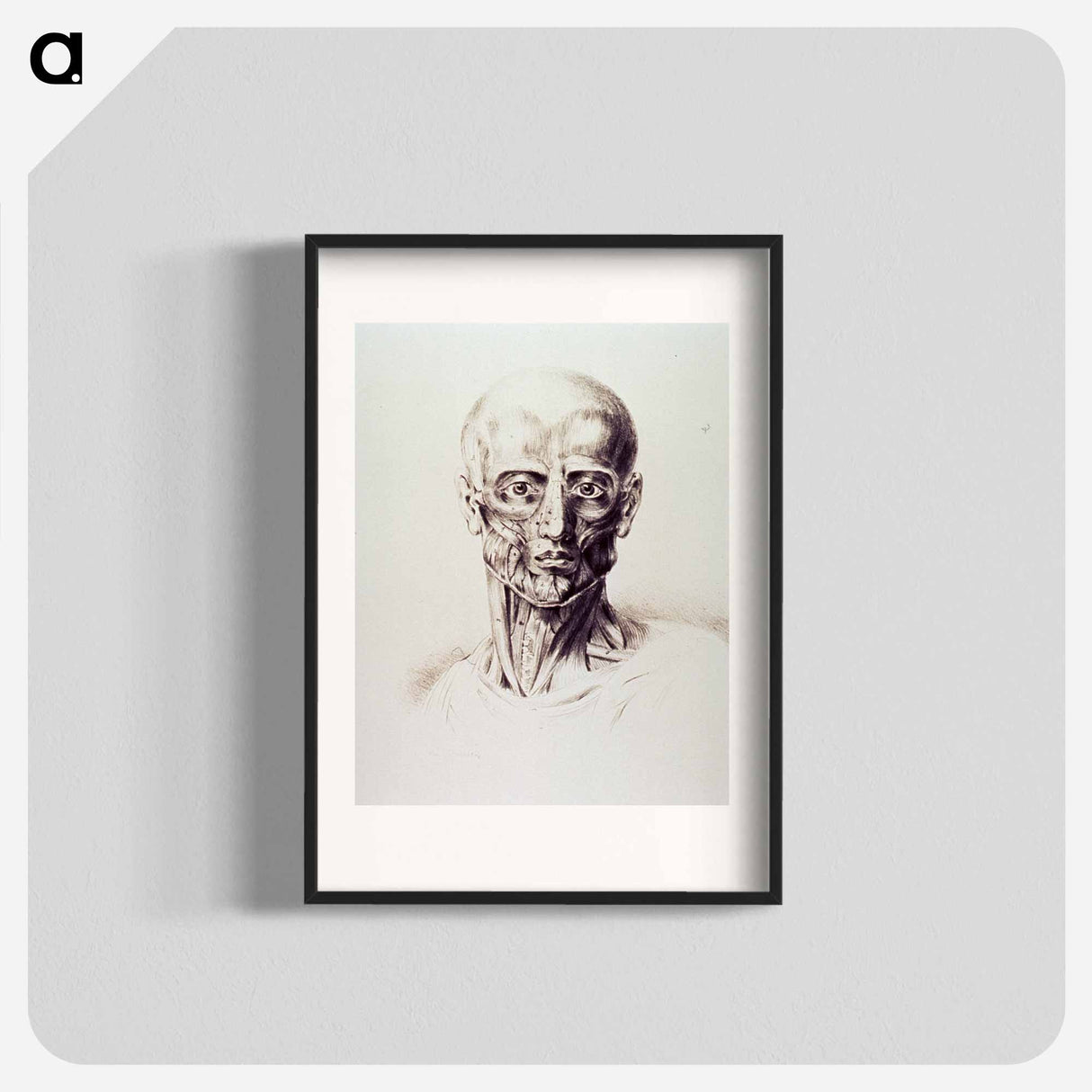 アートポスター-Muscles of the Neck and Face
 - 国立医学図書館 Poster.