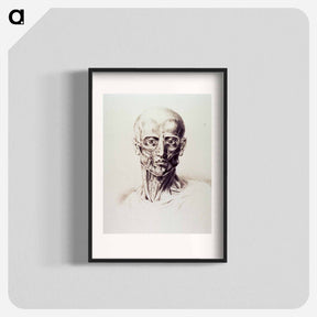 アートポスター-Muscles of the Neck and Face
 - 国立医学図書館 Poster.