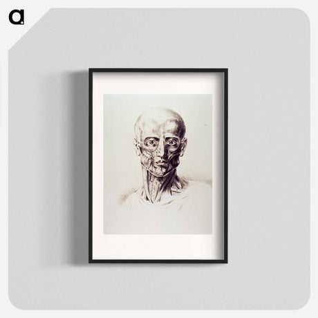 アートポスター-Muscles of the Neck and Face
 - 国立医学図書館 Poster.
