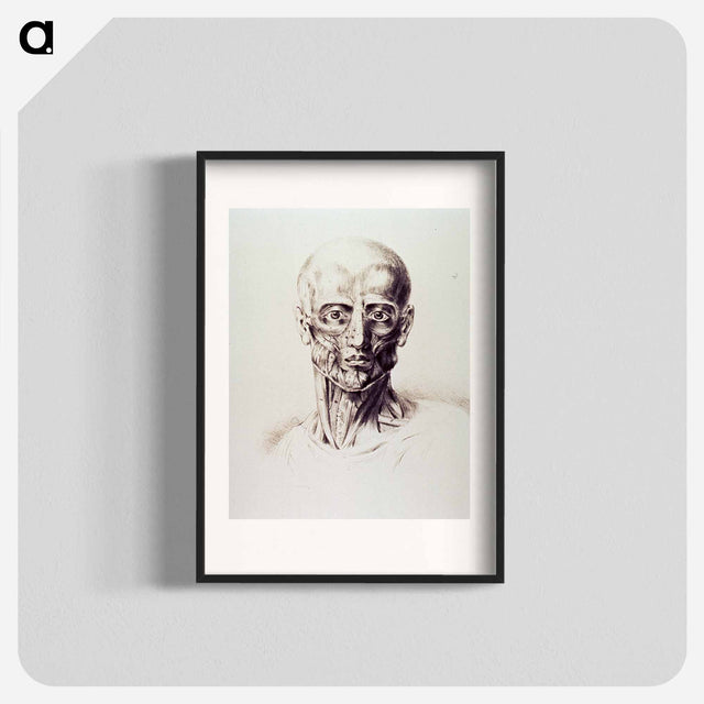 アートポスター-Muscles of the Neck and Face
 - 国立医学図書館 Poster.