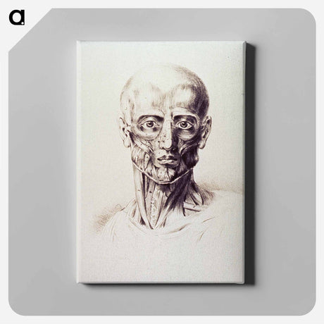 アートパネル-Muscles of the Neck and Face
 - 国立医学図書館 Canvas.