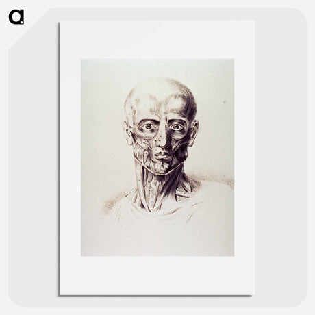 アートポスター-Muscles of the Neck and Face
 - 国立医学図書館 Poster.