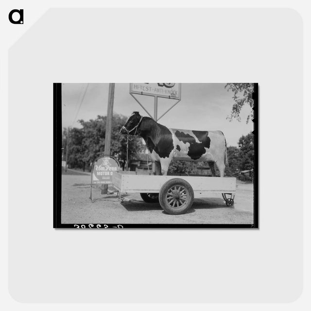 アートポストカード-Stuffed Bull, Minnesota
 - ラッセル リー Postcard.