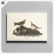 アートパネル-Brown Lark from Birds of America
 - アメリカの鳥たち Canvas.
