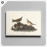 アートパネル-Brown Lark from Birds of America
 - アメリカの鳥たち Canvas.