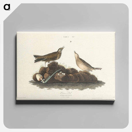 アートパネル-Brown Lark from Birds of America
 - アメリカの鳥たち Canvas.