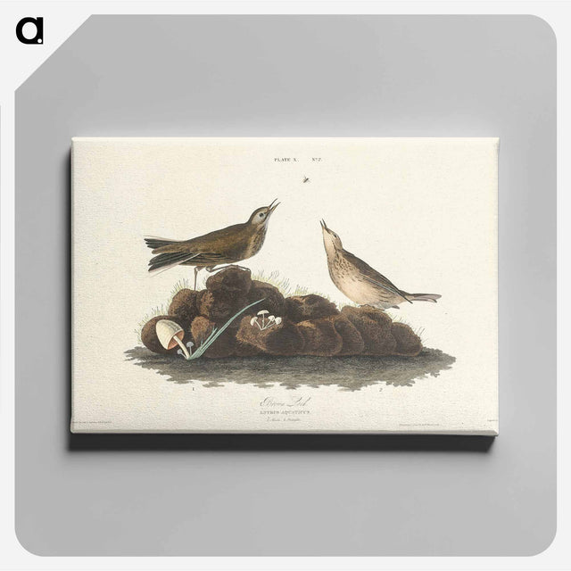 アートパネル-Brown Lark from Birds of America
 - アメリカの鳥たち Canvas.