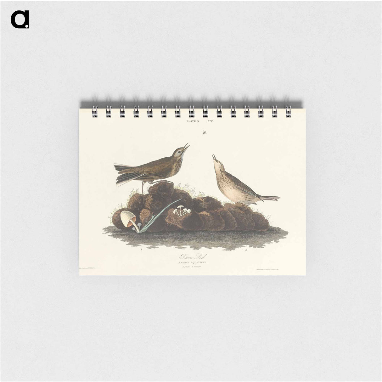 アートメモ帳-Brown Lark from Birds of America
 - アメリカの鳥たち Memo.