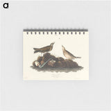 アートメモ帳-Brown Lark from Birds of America
 - アメリカの鳥たち Memo.