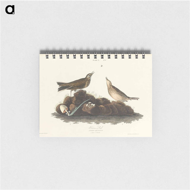 アートメモ帳-Brown Lark from Birds of America
 - アメリカの鳥たち Memo.
