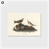アートポストカード-Brown Lark from Birds of America
 - アメリカの鳥たち Postcard.