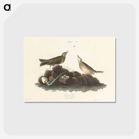 アートポストカード-Brown Lark from Birds of America
 - アメリカの鳥たち Postcard.