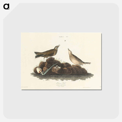 Brown Lark from Birds of America
 - アメリカの鳥たち Postcard.