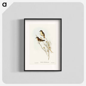 アートポスター-White-eyebrowed Robin
 - オーストラリアの鳥 Poster.