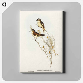 アートパネル-White-eyebrowed Robin
 - オーストラリアの鳥 Canvas.