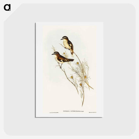 アートポストカード-White-eyebrowed Robin
 - オーストラリアの鳥 Postcard.