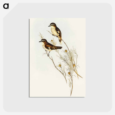 アートポストカード-White-eyebrowed Robin
 - オーストラリアの鳥 Postcard.