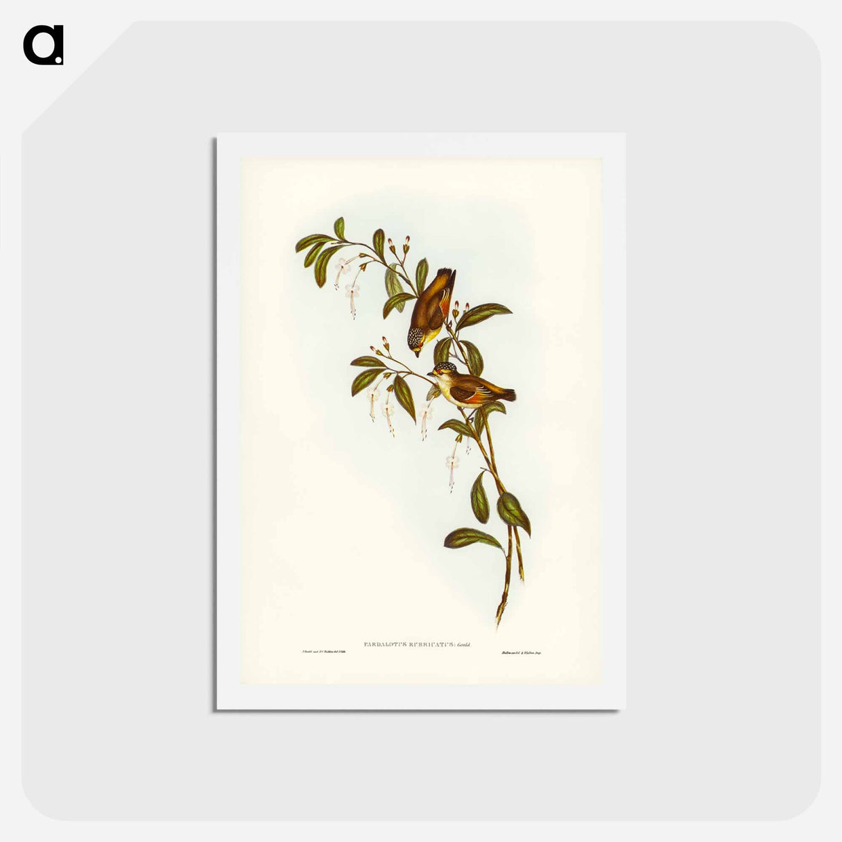 アートポストカード-Red-lored Pardalote
 - ジョン グールド Postcard.