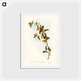 アートポストカード-Red-lored Pardalote
 - ジョン グールド Postcard.