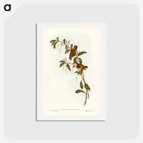 アートポストカード-Red-lored Pardalote
 - ジョン グールド Postcard.