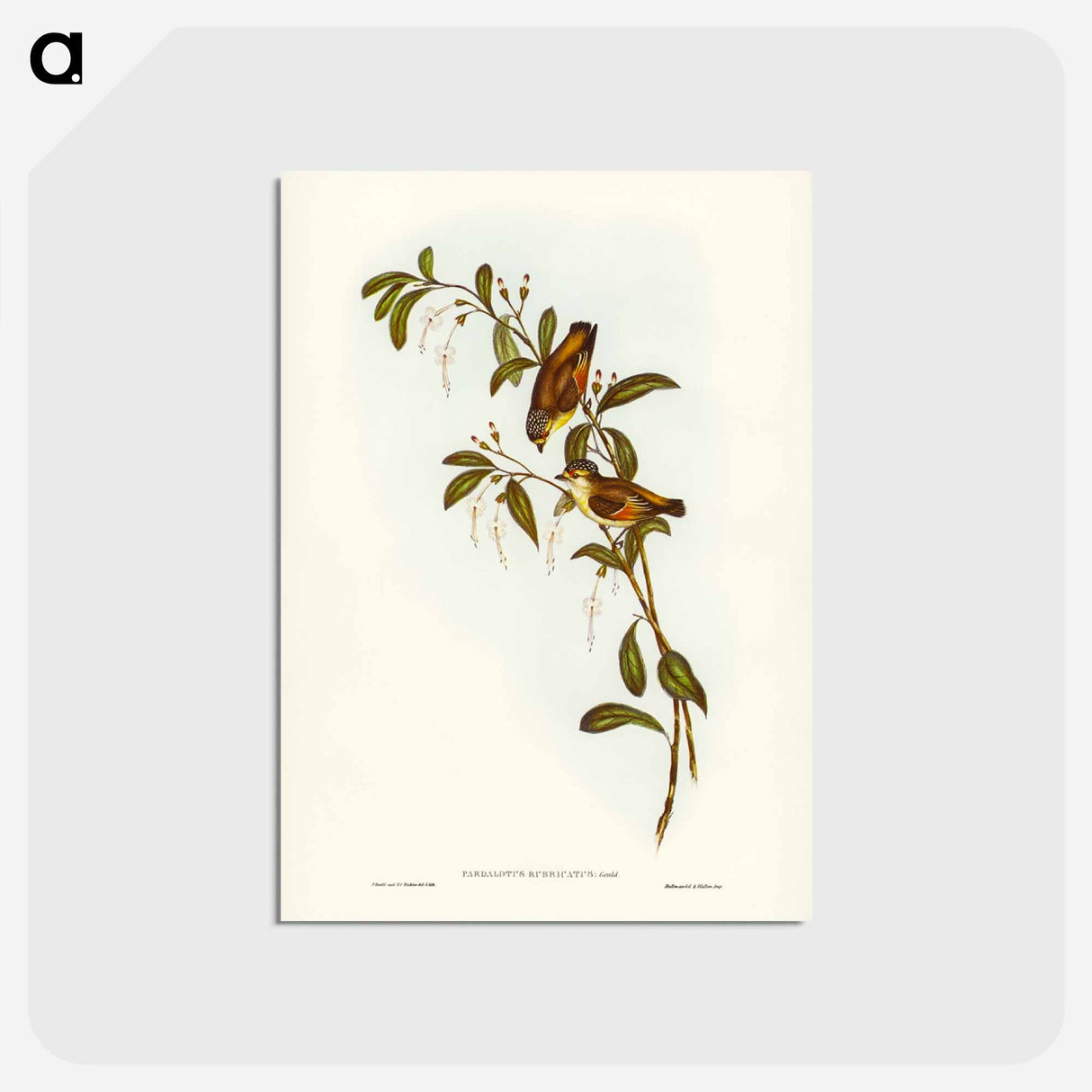 アートポストカード-Red-lored Pardalote
 - ジョン グールド Postcard.