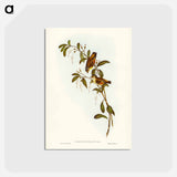 アートポストカード-Red-lored Pardalote
 - ジョン グールド Postcard.