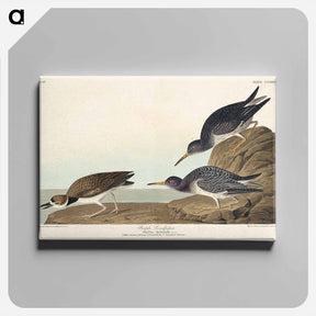 アートパネル-Purple Sandpiper
 - ジョン ジェームス オーデュボン Canvas.