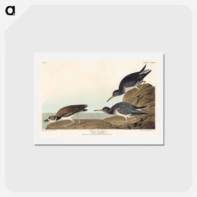 アートポストカード-Purple Sandpiper
 - ジョン ジェームス オーデュボン Postcard.