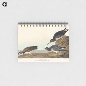 アートメモ帳-Purple Sandpiper
 - ジョン ジェームス オーデュボン Memo.