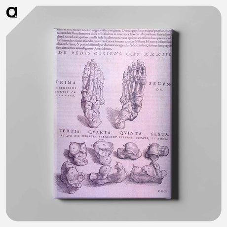 アートパネル-Superior and Inferior Views of a Bone Plate
 - 国立医学図書館 Canvas.