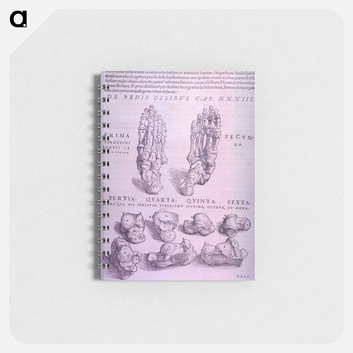 アートメモ帳-Superior and Inferior Views of a Bone Plate
 - 国立医学図書館 Memo.