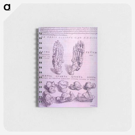 アートメモ帳-Superior and Inferior Views of a Bone Plate
 - 国立医学図書館 Memo.