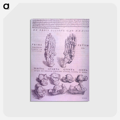 アートポストカード-Superior and Inferior Views of a Bone Plate
 - 国立医学図書館 Postcard.