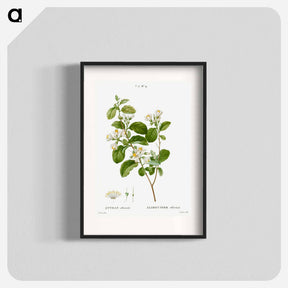 アートポスター-Snowdrop bush - ピエール ジョゼフ ルドゥーテ Poster.