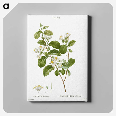 5-29_Pierre-Joseph-Redoute_canvas