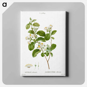 アートパネル-Snowdrop bush - ピエール ジョゼフ ルドゥーテ Canvas.