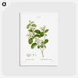 アートポストカード-Snowdrop bush - ピエール ジョゼフ ルドゥーテ Postcard.