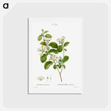 アートポストカード-Snowdrop bush - ピエール ジョゼフ ルドゥーテ Postcard.