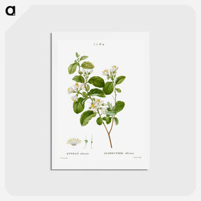 アートポストカード-Snowdrop bush - ピエール ジョゼフ ルドゥーテ Postcard.