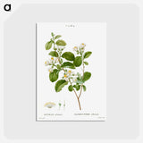 アートポストカード-Snowdrop bush - ピエール ジョゼフ ルドゥーテ Postcard.