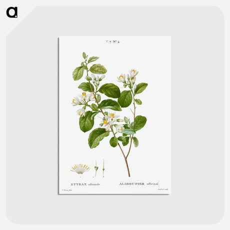 アートポストカード-Snowdrop bush - ピエール ジョゼフ ルドゥーテ Postcard.