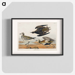アートポスター-Golden Plover from Birds of America
 - アメリカの鳥たち Poster.