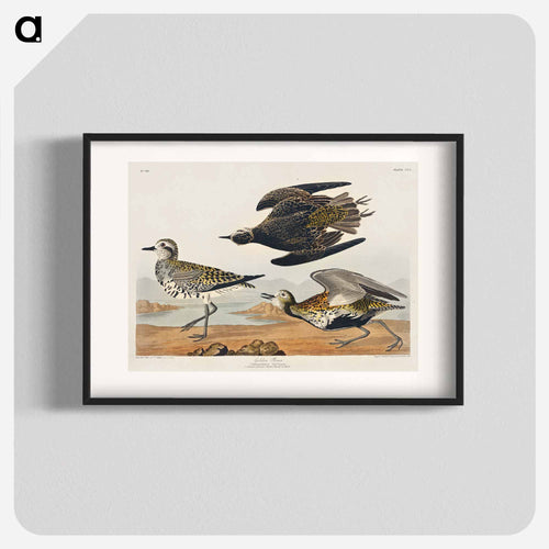 Golden Plover from Birds of America
 - アメリカの鳥たち Poster.